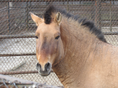 Ungulates