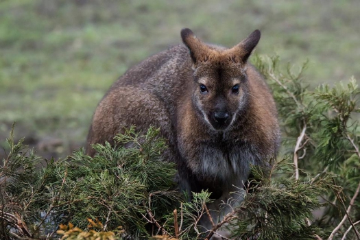 Kangaroos