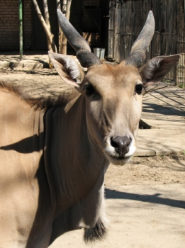 Antelopes