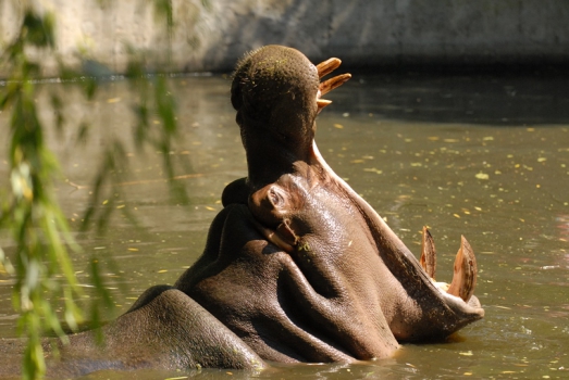 Hippos