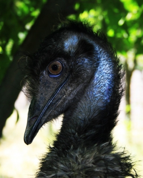 flightless birds