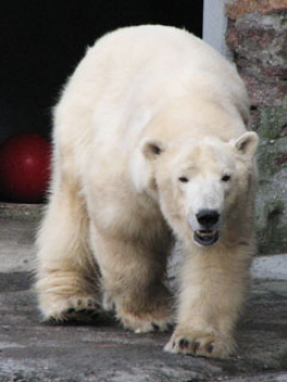  Bears