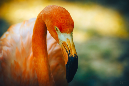 Flamingoes