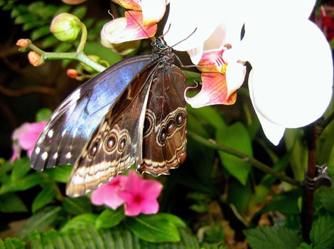 Butterfly garden
