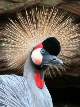 Storks and cranes