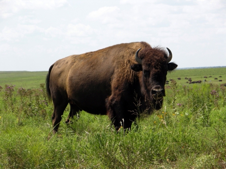 Bisons