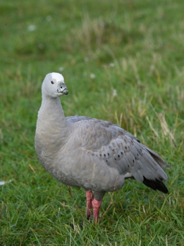 Waterfowl
