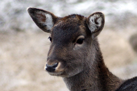Deer