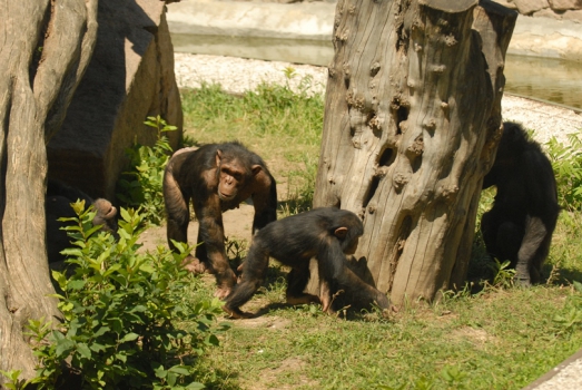 Primates