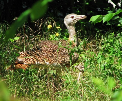 Bustard