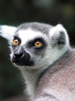 Lemurs and monkeys