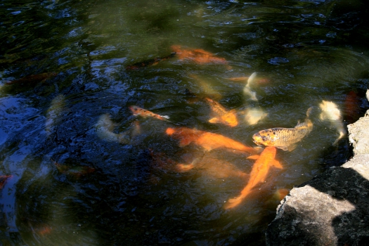 Carps koi