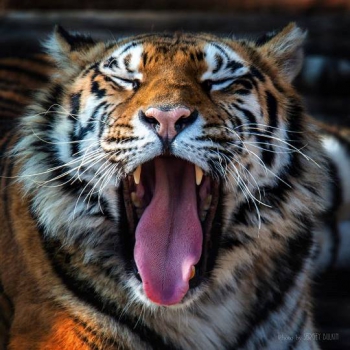 Tigers and lions