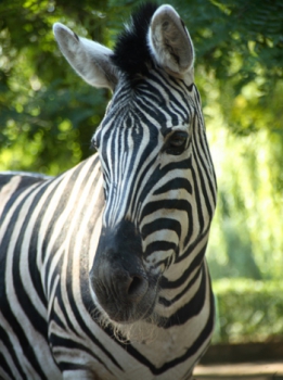 Zebras