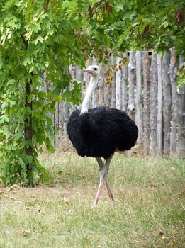 Ostriches