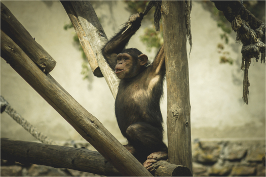 Great apes