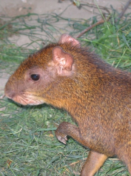 Rodents