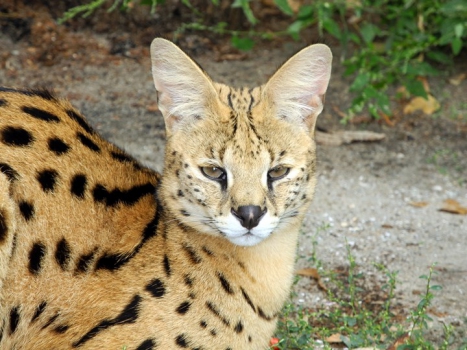 feline