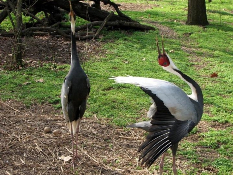 Cranes