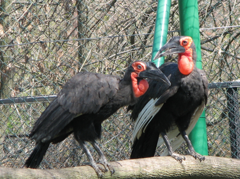 birds
