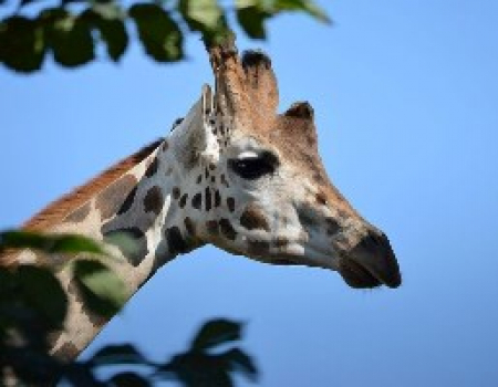 Giraffe