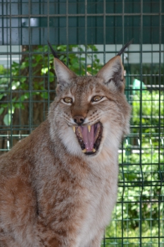Medium Carnivores