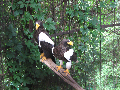 Birds of prey