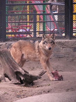 Wolves