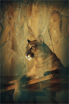 Cougars, snow leopards