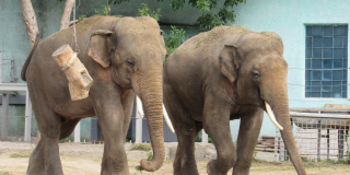 World Elephant Day