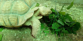 Action dedicated to World Turtle Day