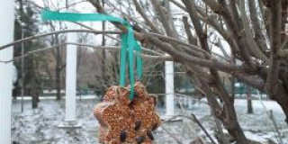 Winter bird count