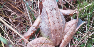 Amphibians Awareness Week