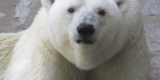 International Polar Bear Day