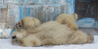 International Polar Bear Day