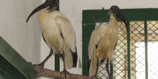 Another exchange of animals between zoos of Ukraine