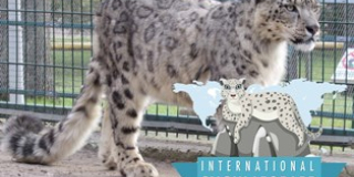 International Snow Leopard Day