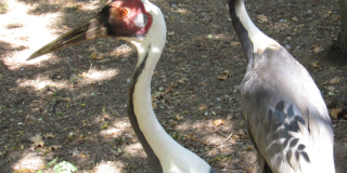 World Crane Day