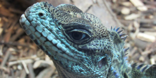 Animals that are the symbols of the New Year 2024