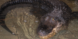 Vasya, the oldest crocodile, died