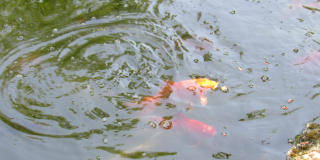 An interesting excursion about fish that bring good luck