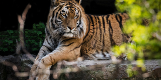 International tiger day