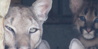 Birth of puma cubs