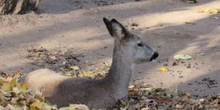  Roe deer