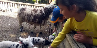 School of young zoo correspondent