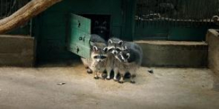  International Raccoon Day