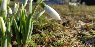 Snowdrops