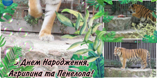 Tigresses