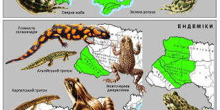 Amphibians Awareness Week