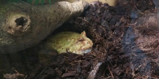 Amphibians Awareness Week